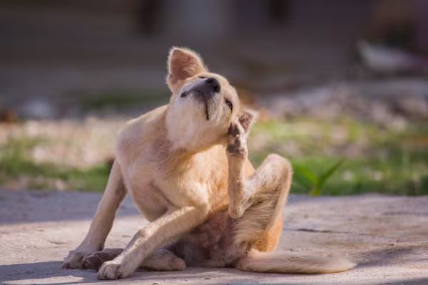 Best flea & tick prevention for long-haired dogs in wooded areas?