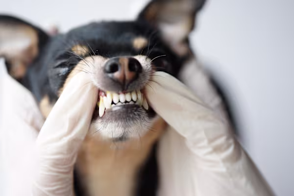 How to prepare my dog for their first flight and ease crate stress?