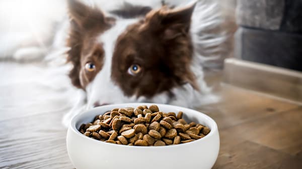 Thanksgiving Foods Pets Can Eat 