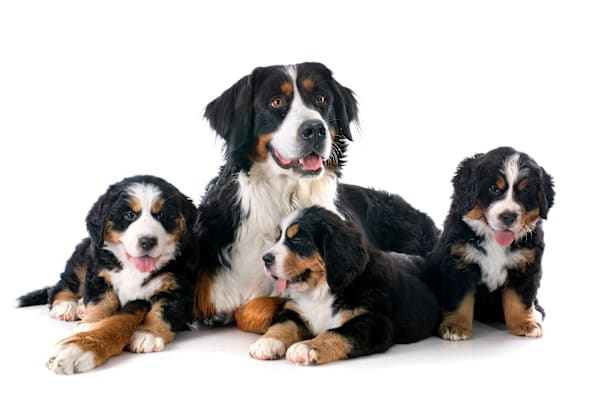 How to identify my dog's breed? Are DNA tests accurate for pets?