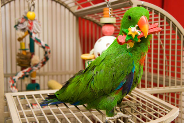 Where can I buy the best budgie toys online for my bird?