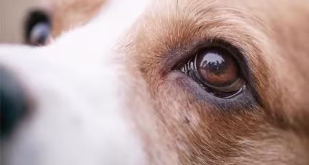 Worried About Dog Cloudy Eyes? 7 Serious Causes & When to Get Vet Help