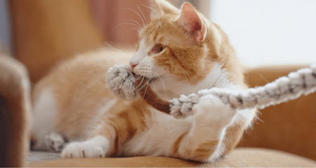 DIY Cat Enrichment: 9 Ways to Stimulate Your Cat