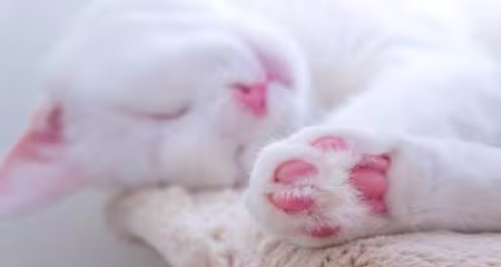 Cat's Paw Padding: Problems, Care & Prevention