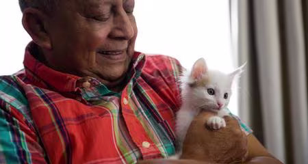 Kitten Personality: How to Choose the Right Kitten