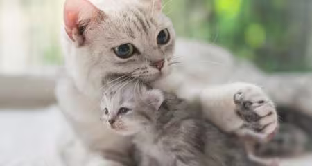 Cat Breeding: What Every Pet Parent Should Know