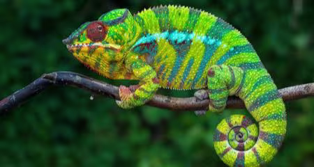 Chameleon Vitamin A: Spot Deficiency Early & Ensure Pet Health
