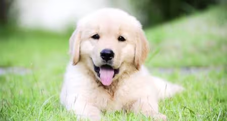 Puppy Dandruff: Causes, Symptoms & Treatment