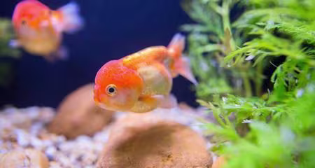 Freshwater Fish Ich: Stop White Spot! Identify, Treat & Prevent