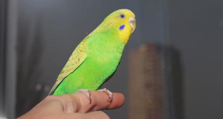 How to Train a Pet Parrot: Step-Up & Beyond