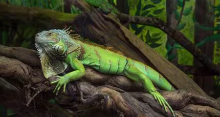 Iguana Head Bobbing & Body Language Explained