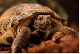 Russian Tortoise: 7 Essential Facts & Care Tips for a Healthy Pet