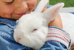Rabbit Facts & Care: Essential Tips for a Happy, Healthy Bunny