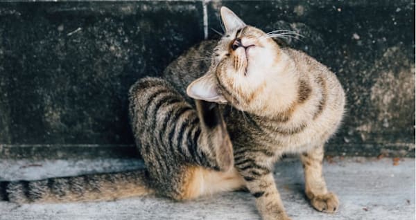 Protect Your Pet: Flea & Tick Control Solutions for Dogs & Cats