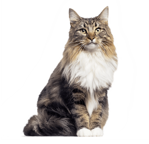 Your Cat's Best Life: Feeding, Health, Behavior & Home Guide
