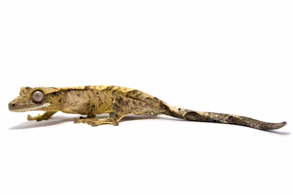 Crested Gecko Care: Habitat, Diet, Health, Supplies - Ultimate Guide