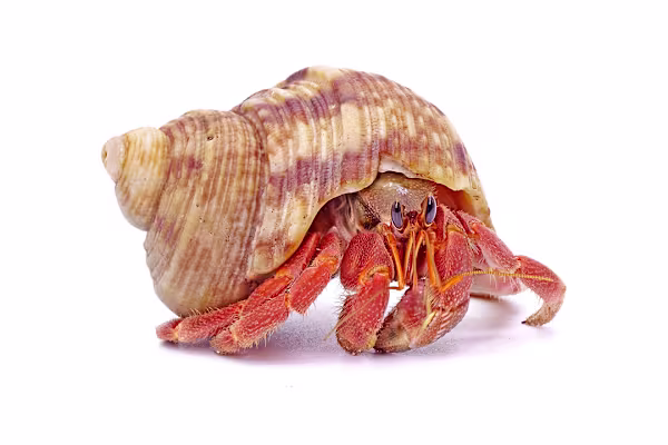 Hermit Crab Care: Habitat, Food & Health for Happy, Healthy Crabs