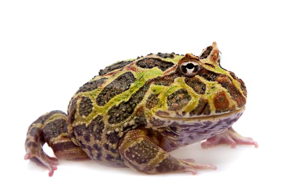 Pacman Frog Care: Tank Setup, Diet, & Beginner's Guide