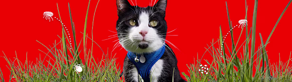 How to Safely Remove Ticks from Your Cat & Dog: Easy Expert Guide