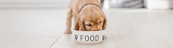 What to Feed a Puppy: Complete Feeding Guide
