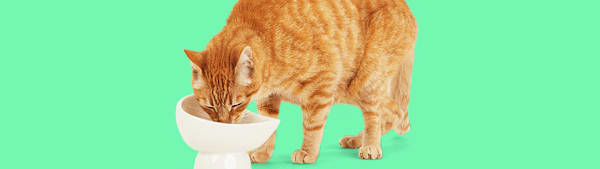 Frozen Dog Food: Fresh, Raw & Minimally Processed Guide