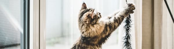 How to Keep Your Cat Active: Play & Exercise Tips