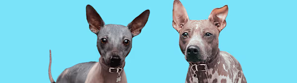 Hairless Dog Breeds: Your Complete Guide