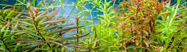Rotala Rotundifolia Care: Grow Vibrant Aquarium Plants, No Stress