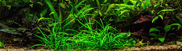 Helanthium Tenellum (Pygmy Chain Sword): Easy Aquarium Carpet