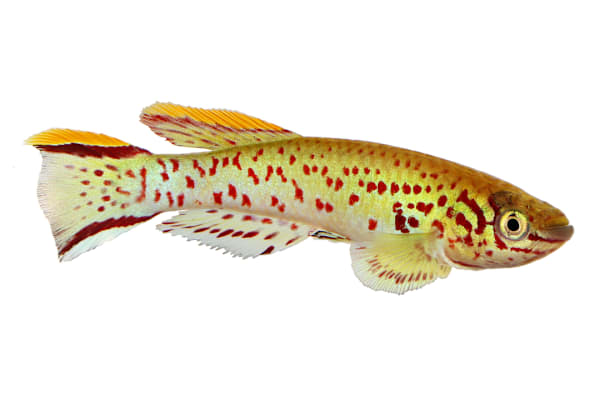 Killifish Care Guide: Unlock Vibrant Health for Your Aquarium Fish