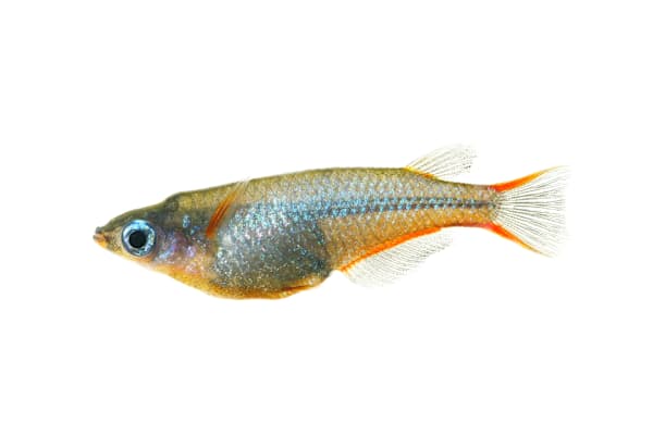 Complete Ricefish Care: Setup, Diet, & Habitat for Thriving Fish