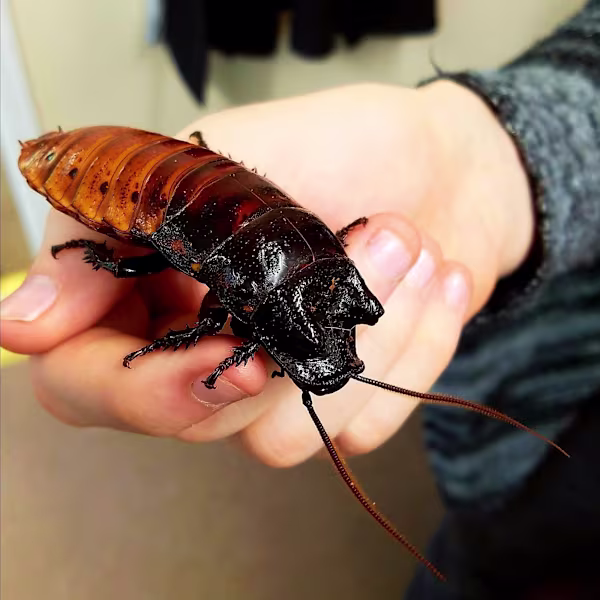 Thriving Tropical Roaches: Food, Habitat & Health Care Guide