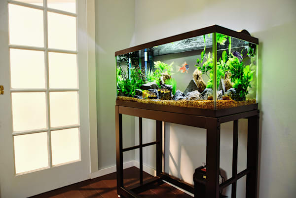 Fish Aquarium Lamps: The Complete Lighting Guide