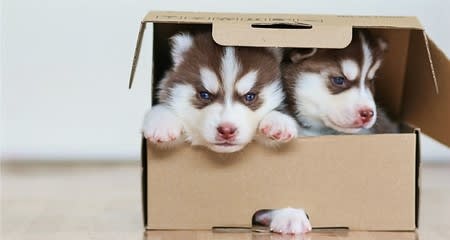 Make Easy & Safe DIY Dog Toys from Common Household Items