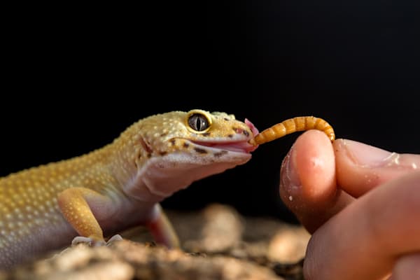 What are easy, small pets for beginners? Is a cowfish a good choice?
