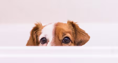 What breed is my dog? Brown, white, green eyes, drop ears, tail up.