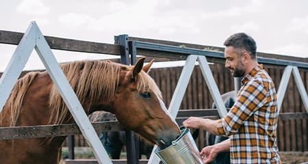 Why does my horse get wild on feed? Is oats, hay, and pasture enough?