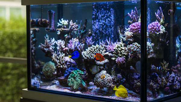 Aquarium Sizes, Weights & Dimensions Guide