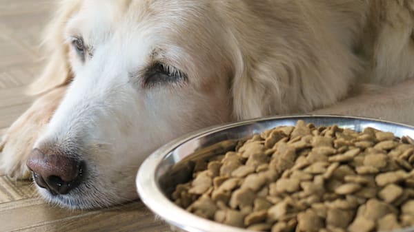 What to Give a Dog with an Upset Stomach 