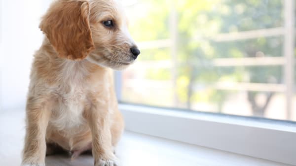 Potty Train Your Puppy: A Complete Guide for Stress-Free Success
