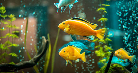 How to properly set up a goldfish tank, add decor, and new fish?