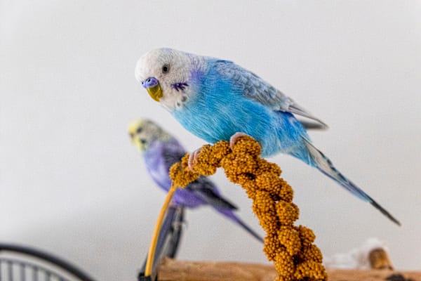 My budgie is turning one! Are seed treats safe? What other snacks?