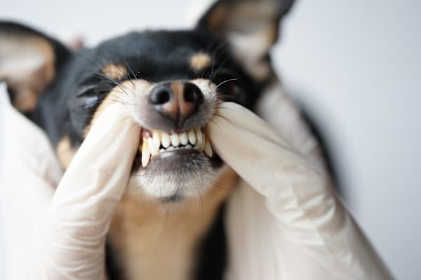 Best wet dog food for small adult dog with dental disease at Petco?