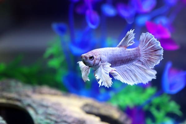 How to Play With Your Betta Fish
