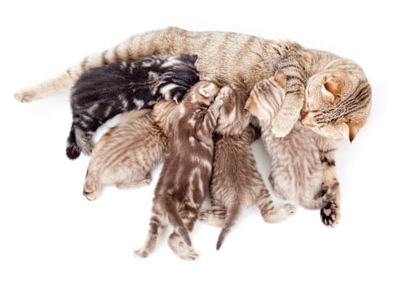 First-time kitten owner: Essential tips for a happy, healthy cat?