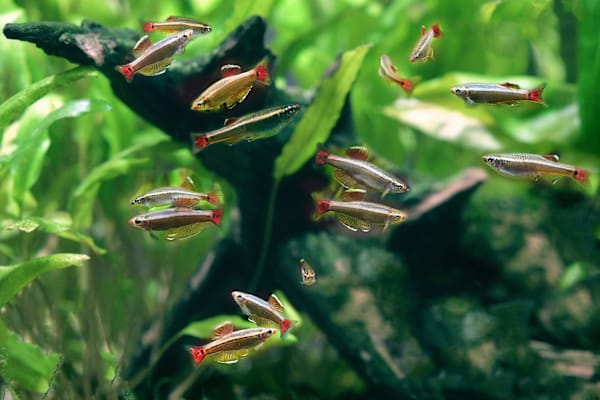 10 Best Schooling Fish: Care & Setup for a Thriving Aquarium
