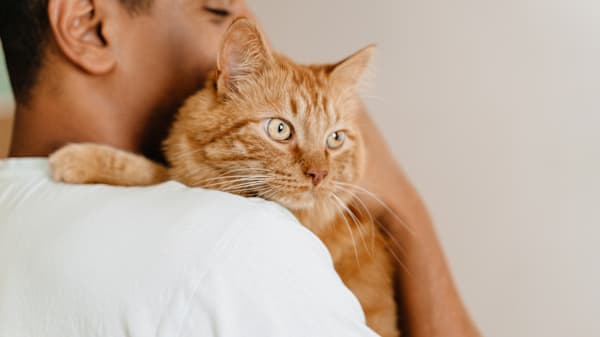Help me find high-quality cat food after a bad brand experience.