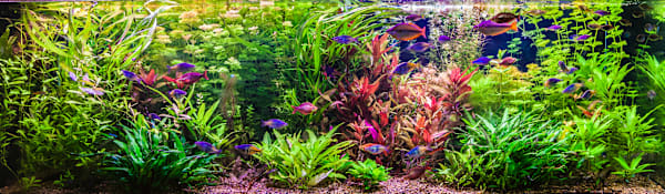 Aquarium Plant Nutrient Deficiency Chart & Guide