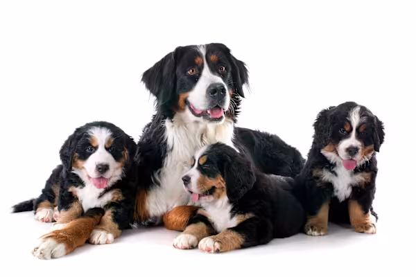 Traveling with my dog to a tropical island: ticks, rules, humping?