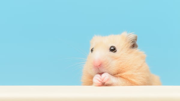 Hamster Breeds: Which Is Right for You?